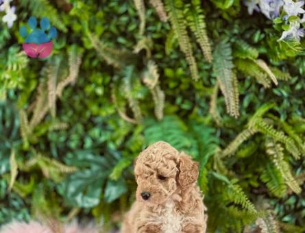 0 numara orjinal dişi maltipoo yavrularımız