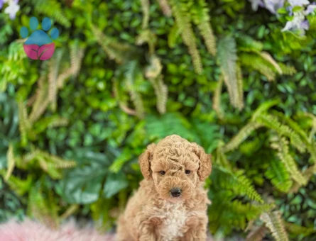 0 numara orjinal dişi maltipoo yavrularımız