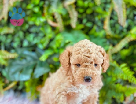 2 Aylık Maltipoo 0 Numara Dişi