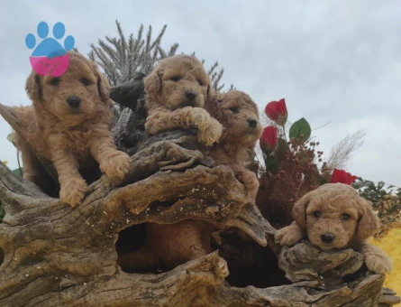 ORJINAL SAFKAN TOY PODDLE