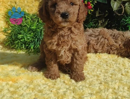 ORJINAL SAFKAN TOY PODDLE