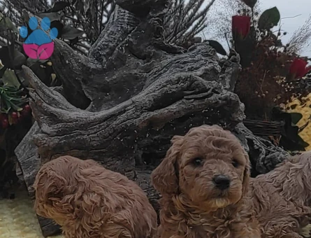 ORJINAL SAFKAN TOY PODDLE