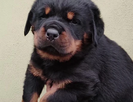 ORJİNASL SAF KAN ROTWEİLLER