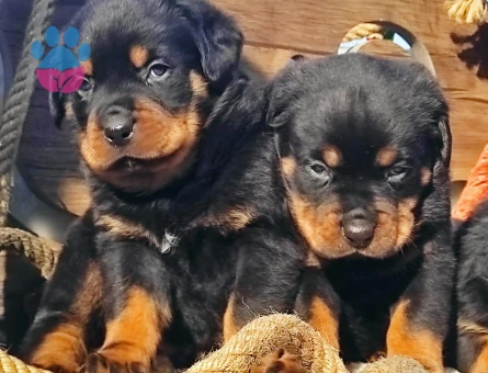 ORJİNASL SAF KAN ROTWEİLLER