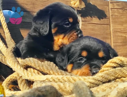 ORJİNASL SAF KAN ROTWEİLLER