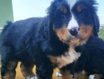 Orijinal Bernese Mountainr 2 Aylık Yavrular