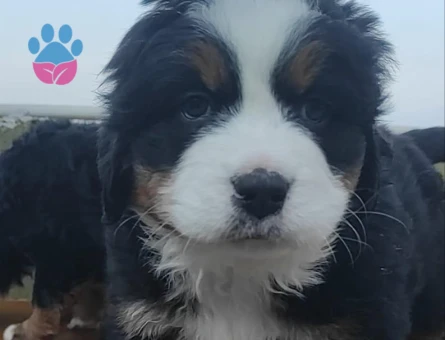 Orijinal Bernese Mountainr 2 Aylık Yavrular
