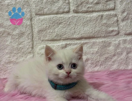British Shorthair Beyaz Erkek 2 Aylık Yavru