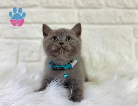 British Shorthair Gri Kehribar Gözlü Erkek Yavrumuz