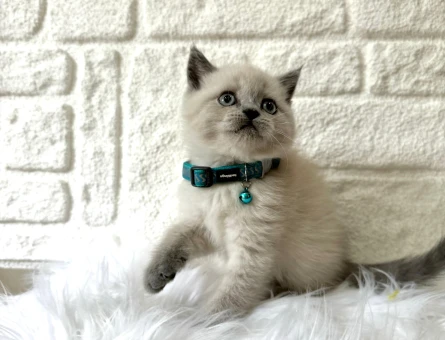 British Shorthair Blue Point Erkek Yavrumuz
