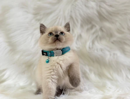 British Shorthair Blue Point Erkek Mavi Gözlü 2 Aylık Yavrumuz