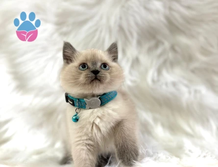 British Shorthair Blue Point Erkek Mavi Gözlü 2 Aylık Yavrumuz