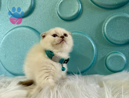 Scottish Fold Blue Point Oyuncu Erkek Yavrumuz