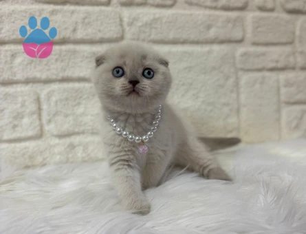 Scottish Fold  Blue Point Erkek 2 Aylık Güzellik