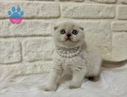 Scottish Fold  Blue Point Erkek 2 Aylık Güzellik