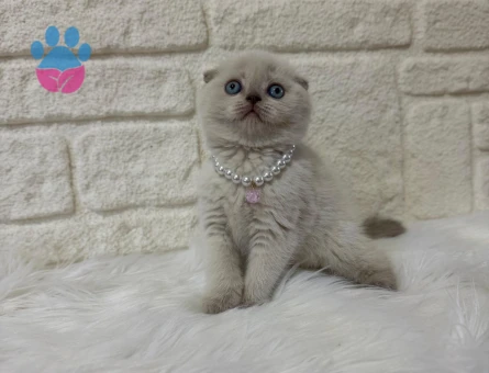 Scottish Fold  Blue Point Erkek 2 Aylık Güzellik
