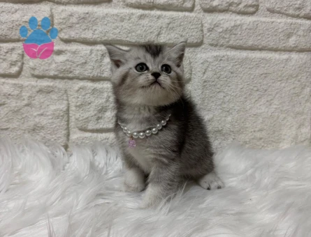 British Shorthair Tabby Dişi 2 Aylık