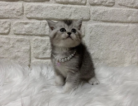 British Shorthair Tabby Dişi 2 Aylık