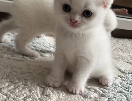 BRITISH SHORTHAIR 2 AYLIK KUM EĞİTİMLİ 4 TANE YAVRU (TEK TEK SAHİPLENDİRME DE YAPILIR)