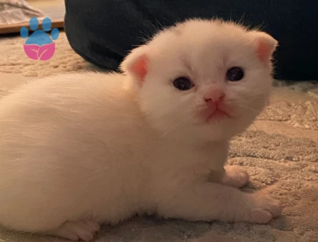 BRITISH SHORTHAIR 2 AYLIK KUM EĞİTİMLİ 4 TANE YAVRU (TEK TEK SAHİPLENDİRME DE YAPILIR)