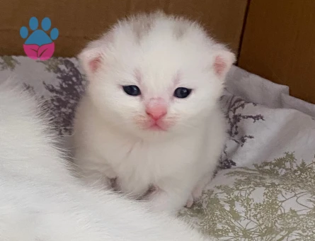 BRITISH SHORTHAIR 2 AYLIK KUM EĞİTİMLİ 4 TANE YAVRU (TEK TEK SAHİPLENDİRME DE YAPILIR)