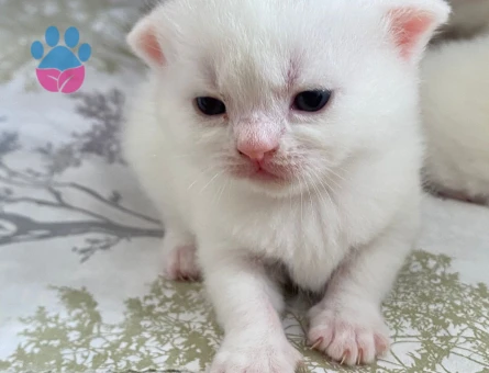 BRITISH SHORTHAIR 2 AYLIK KUM EĞİTİMLİ 4 TANE YAVRU (TEK TEK SAHİPLENDİRME DE YAPILIR)