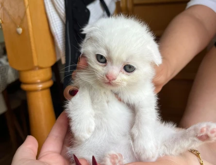 Yavru kedi ücretsiz sahiplendirilecek