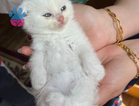 Yavru kedi ücretsiz sahiplendirilecek