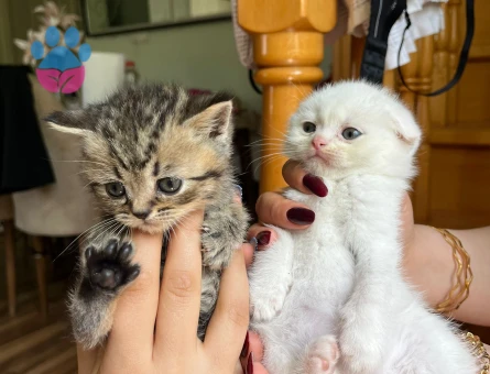 Yavru kedi ücretsiz sahiplendirilecek