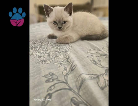 Safkan British yavru