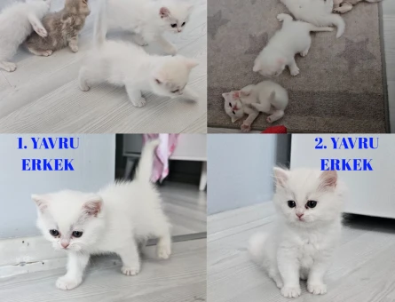 Çok Tatlı British Shorthair 1.5 - 2 Aylık Yavru Kediler