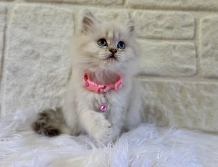 British Longhair Silver Dişi 2 Aylık