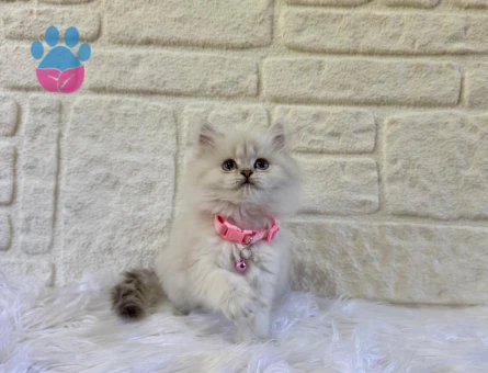 British Longhair Silver Dişi 2 Aylık