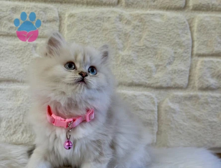 British Longhair Silver Dişi 2 Aylık