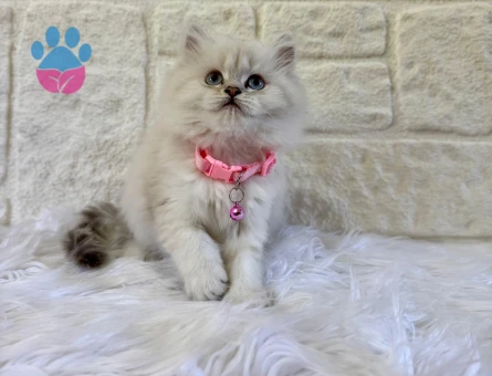 British Longhair Silver Dişi 2 Aylık