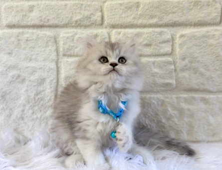 British Longhair Erkek 2 Aylık