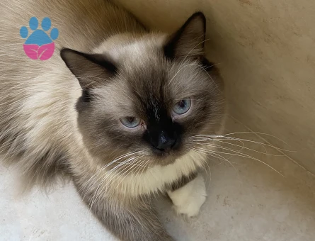 Ragdoll 1 Yaşında Kedi Yuva Arıyor - 4725