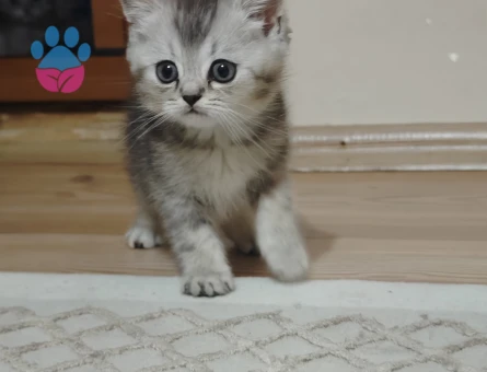 3 yavrularımız yeni yuvalarını bekliyor
