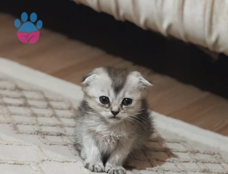 3 yavrularımız yeni yuvalarını bekliyor