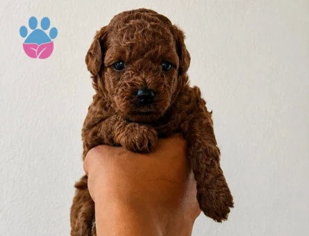 TOY POODLE SEVİMLİ YAVRULAR EV ÜRETİMİ