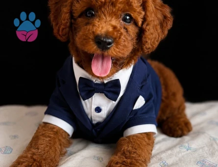 TOY POODLE SEVİMLİ YAVRULAR EV ÜRETİMİ - 5653