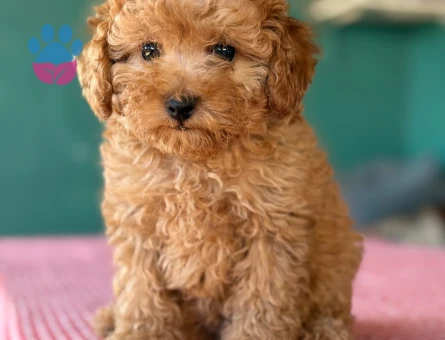 MALTİPOO CİNSİ YAVRULAR EV ÜRETİMİ
