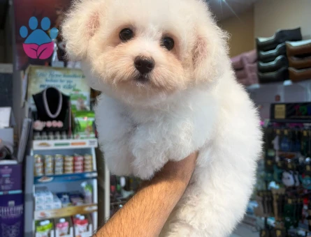 MALTESE TERRİER CİNSİ YAVRULAR