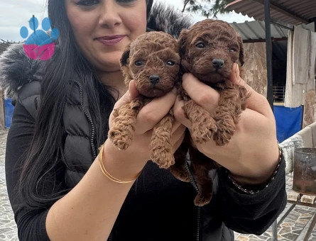 Sağlık ve ırk garantili toy poodle yavrularım