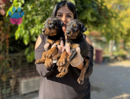 King doberman yavrularım