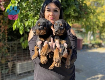King doberman yavrularım