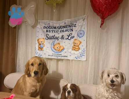 8 aylık erkek golden retriver bobiii