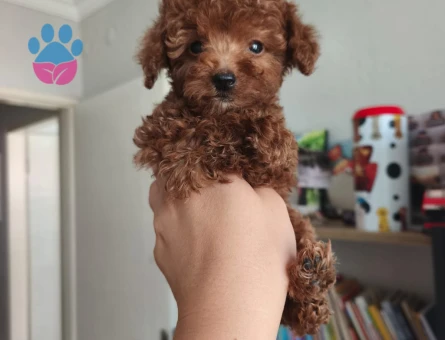 Teacup poodle yavrularımız - 5669