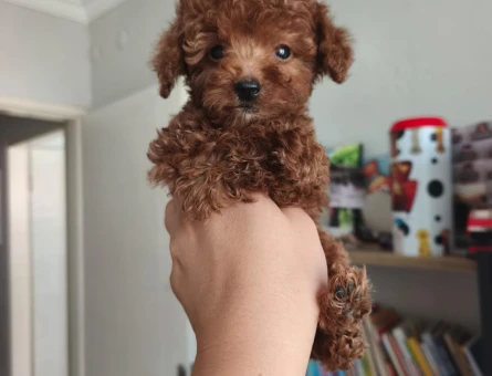 Teacup poodle yavrularımız - 5669