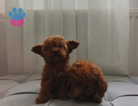 Teacup poodle yavrularımız